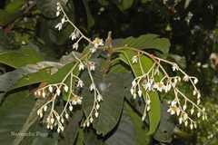 Vateria indica